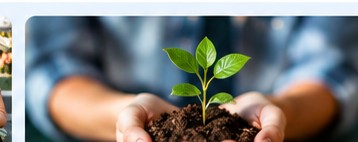 A young plant representing growth